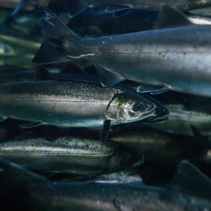 B.C. environmental groups request review of tire chemical linked to salmon deaths